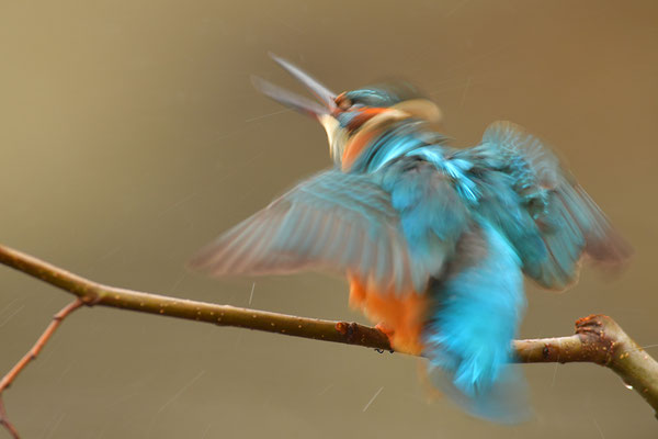 Eisvogel