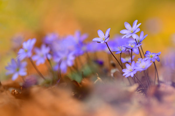 Leberblümchen