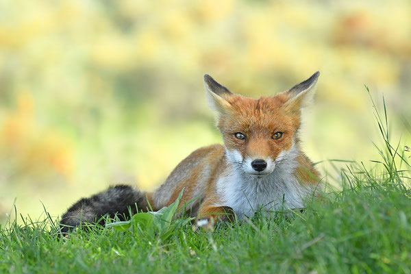 Fuchs