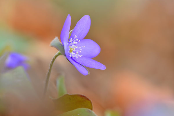 Leberblümchen