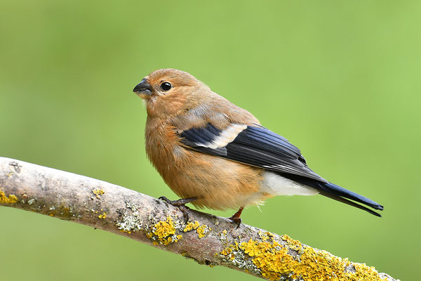 Dompaff; Gimpel Jungvogel