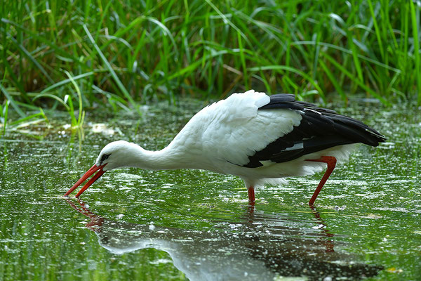 Weißstorch