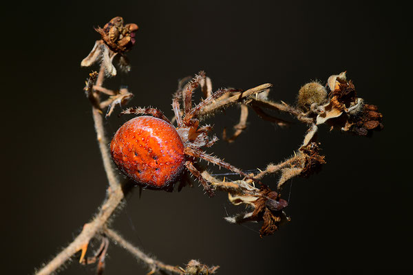 Erdbeerkreuzspinne