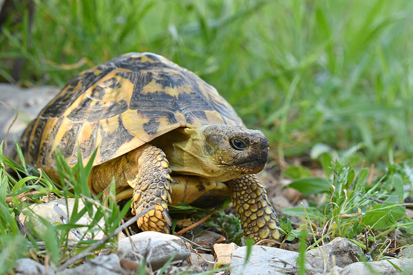 Maurische Landschildkröte