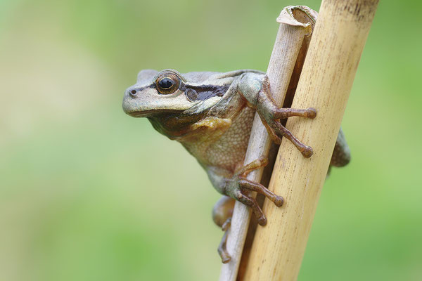 Laubfrosch graue Morphe