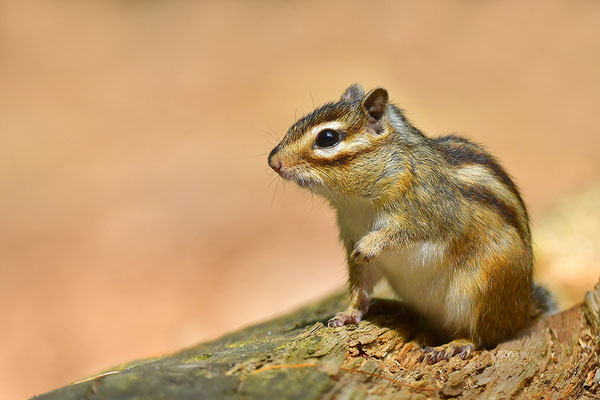 Sibirisches Streifenhörnchen