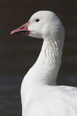 Schneegans Kopfportrait