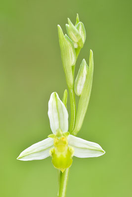 Gelbe Bienenragwurz flavescens