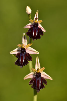 Gregorianische Ragwurz