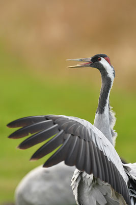 Kranich Portrait