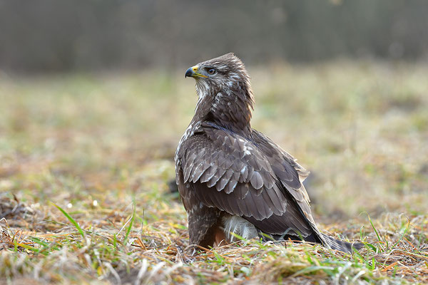 Mäusebussard