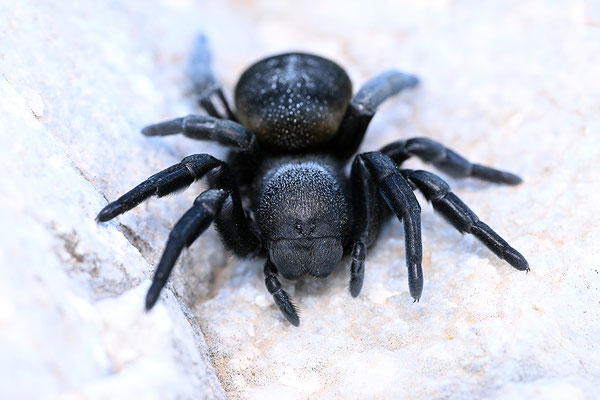 Griechische Röhrenspinne, Weibchen