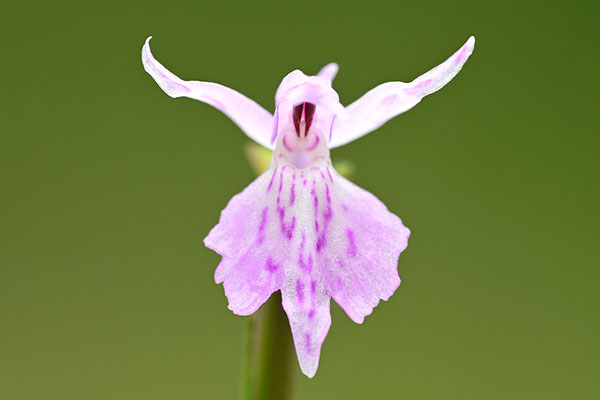 Geflecktes Knabenkraut