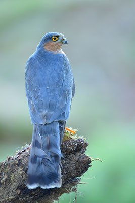 Sperber Männchen