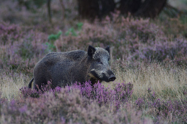 Wildschwein