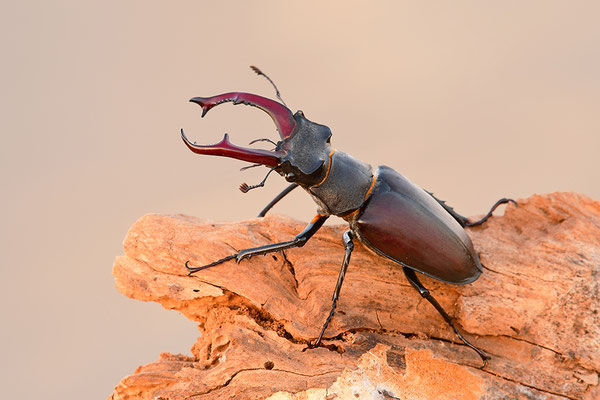 Hirschkäfer Männchen