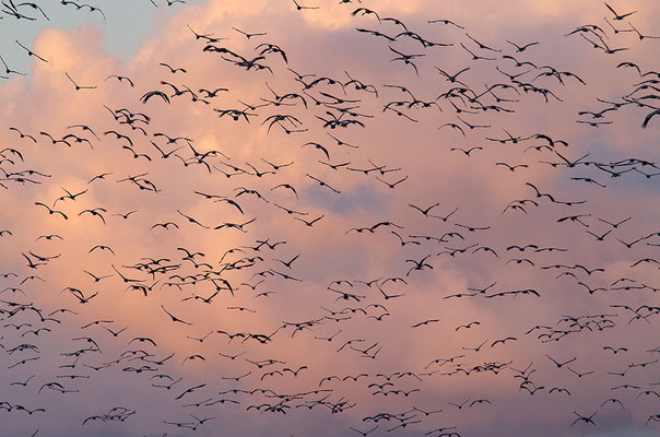 Kraniche im Flug