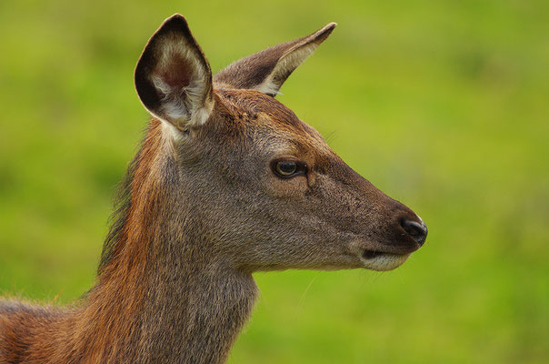 Rothirsch Weibchen Kopfportrait