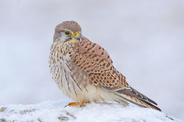 Turmfalke