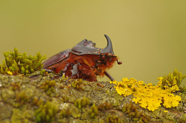 Nashornkäfer Männchen