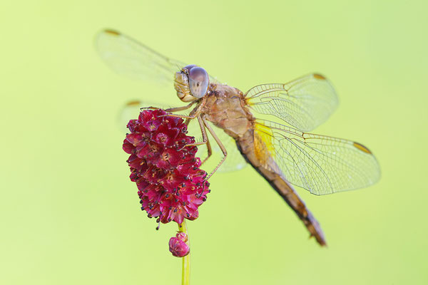 Feuerlibelle Weibchen