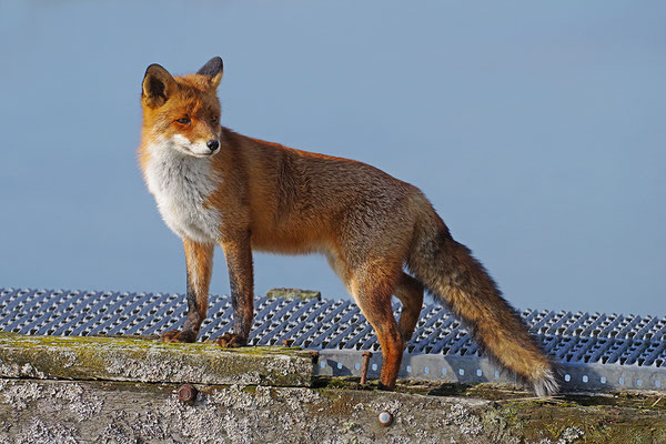 Fuchs