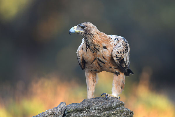 Kaiseradler Jungvogel