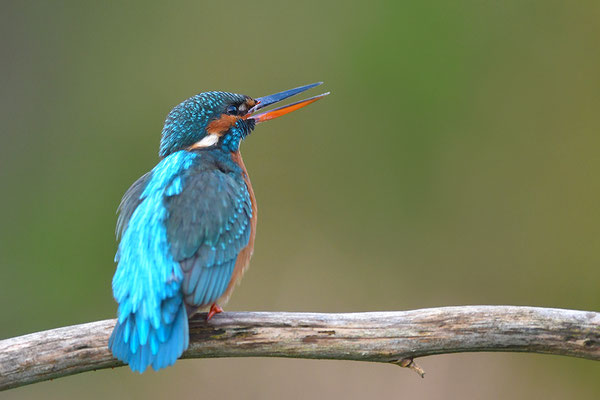 Eisvogel Weibchen