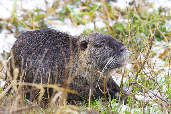 Nutria