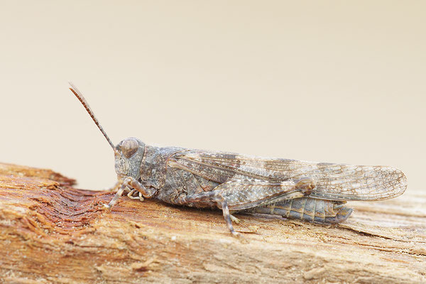 Blauflügelsandschrecke