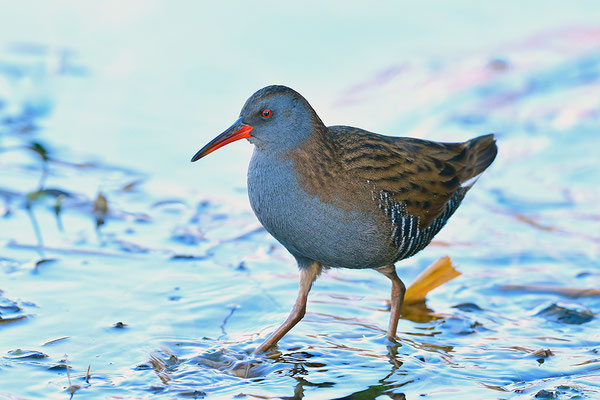 Wasserralle