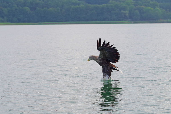 Seeadler beim Fischfang