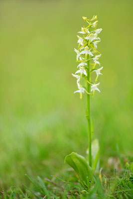 Grüne Waldhyazinthe