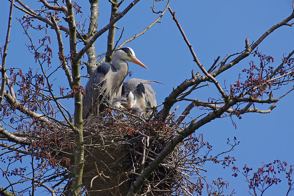 Graureiher mit Jungvögeln am Nest