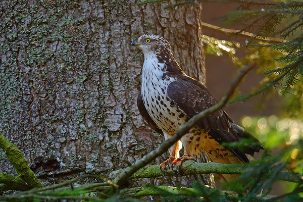 Wespenbussard, Nationalpark Bayrischer Wald Tierfreigelände Neuschönau