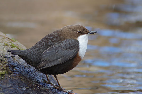 Wasseramsel