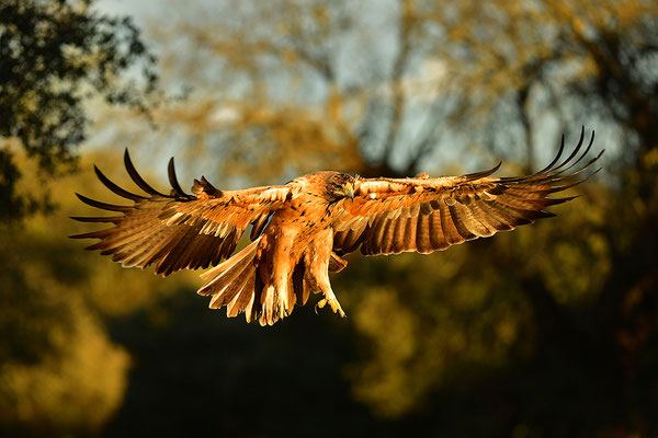Kaiseradler Jungvogel