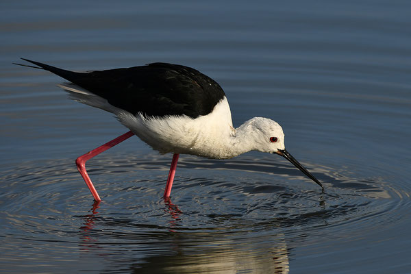Stelzenläufer