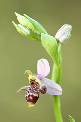 Schnepfenragwurz