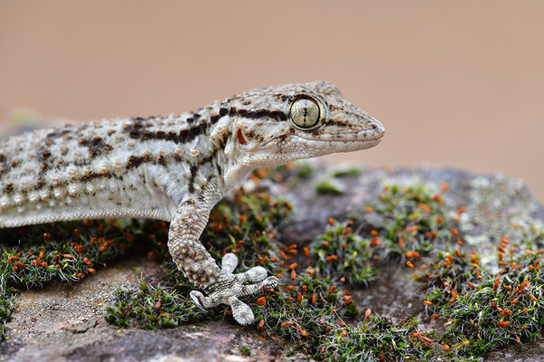 Mauergecko