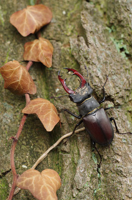 Hirschkäfer Männchen auf Eiche