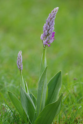 Helmknabenkraut