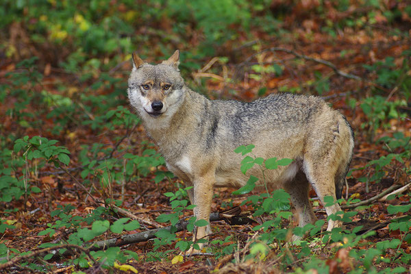 Wolf, Nationalpark Bayrischer Wald Tierfreigelände Neuschönau