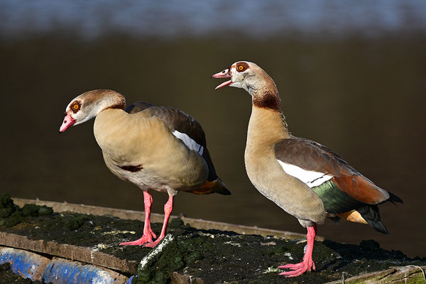 Nilgänse