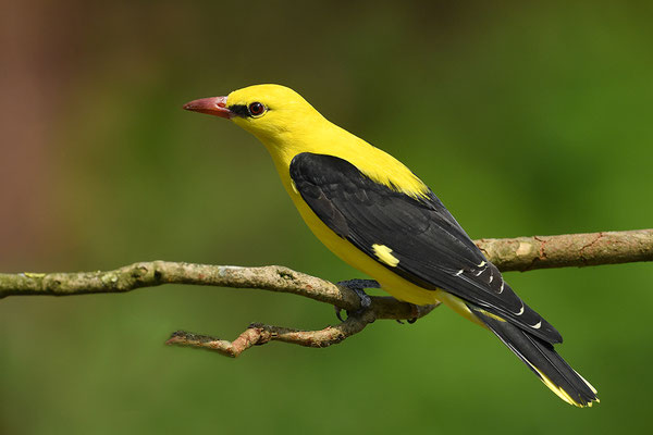 Pirol Männchen