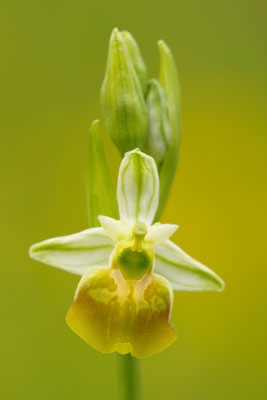 Gelbe Hummelragwurz flavescens