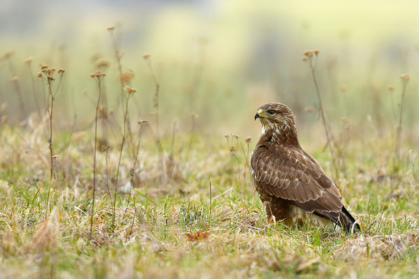 Mäusebussard