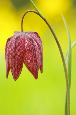 Schachbrettblume
