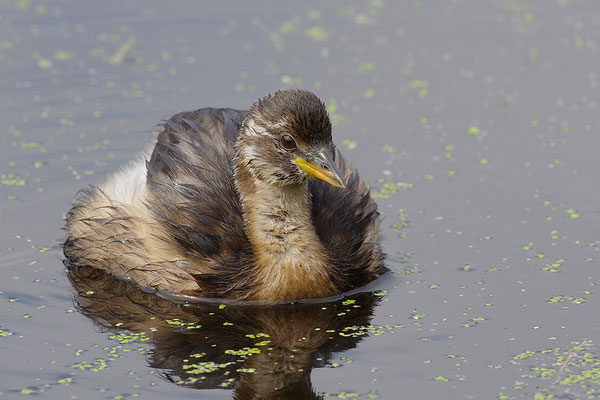 Zwergtaucher Jungvogel