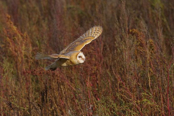 Schleiereule im Flug